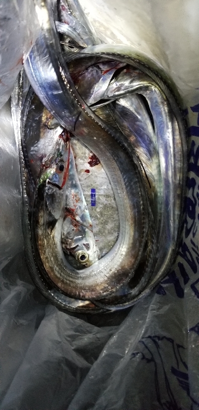 夕マズメのがしたけど。