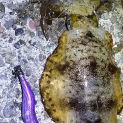 刺身が食べたいと思い立ち。