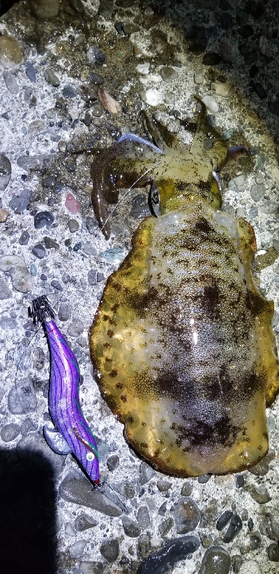 刺身が食べたいと思い立ち。