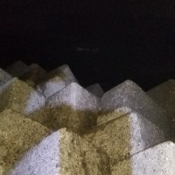 初島漁港からカルモの波止でタチウオ