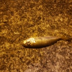 アジング&ショアジギング