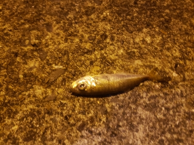 アジング&ショアジギング