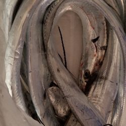 カルモでタチウオ