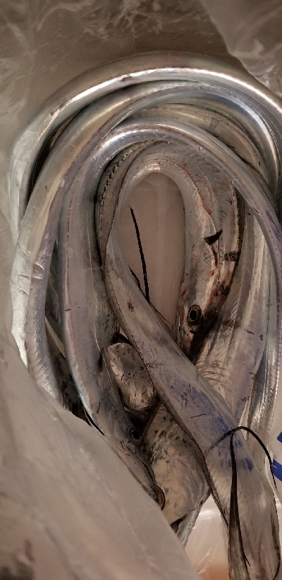 カルモでタチウオ