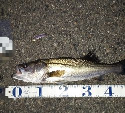 シーバスを狙ってシーバスを釣る