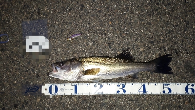 シーバスを狙ってシーバスを釣る