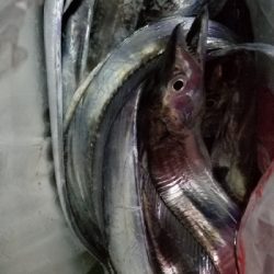 久しぶりの大爆釣　タチウオ