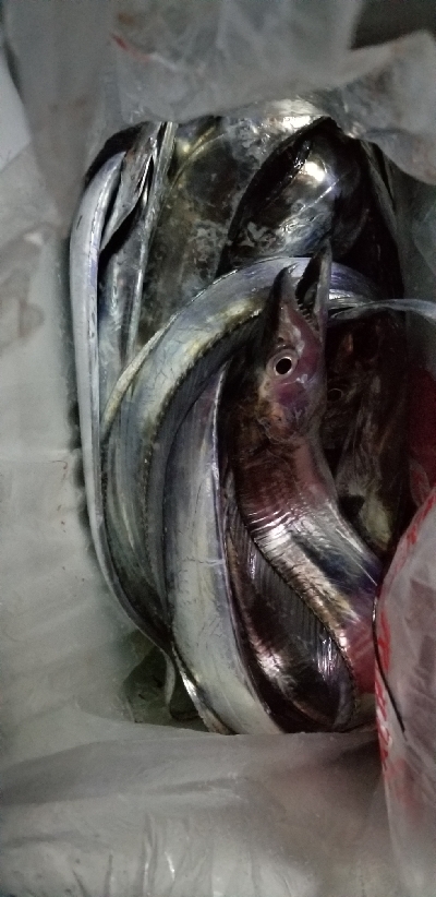 久しぶりの大爆釣　タチウオ