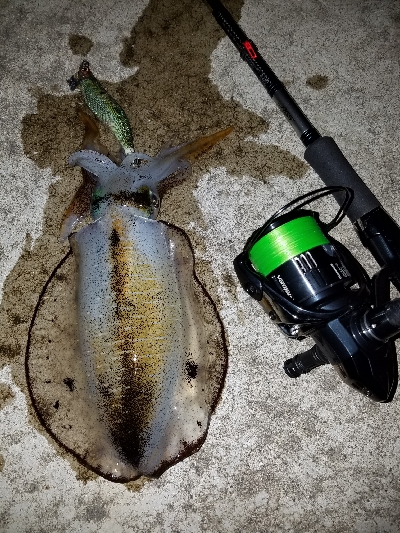 ぼちぼちサイズアップ