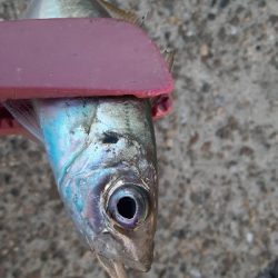 やっぱりアジ&サバ