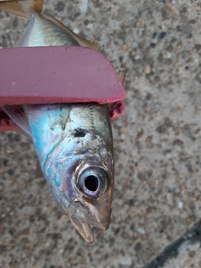 やっぱりアジ&サバ