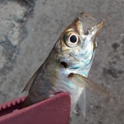 タチウオ✕青物✕　アジ&サバ&マイワシのみ