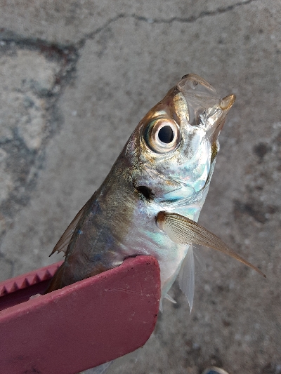 タチウオ✕青物✕　アジ&サバ&am…