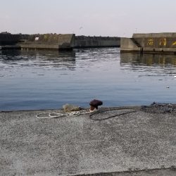 偽情報対策これが千田漁港だよ