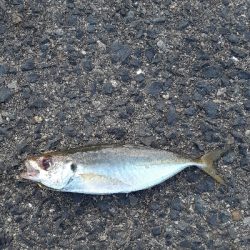 古い鱒レンジャー久しぶり登場