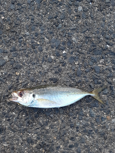 古い鱒レンジャー久しぶり登場