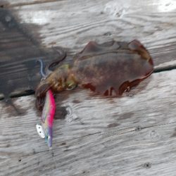 秋アオリイカ調査隊