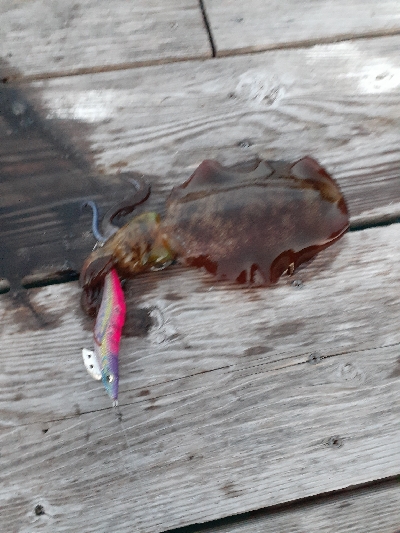 秋アオリイカ調査隊