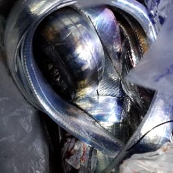 マズメ版タチウオ講座　参考に