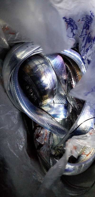 マズメ版タチウオ講座　参考に