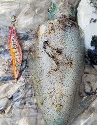 苦手大潮克服？今季最大イカGET