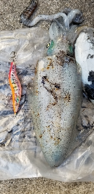 苦手大潮克服？今季最大イカGET