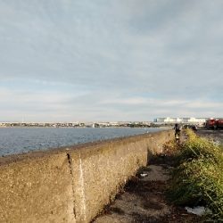 今回もハゼ爆釣ならず