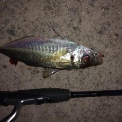 中アジ時々小アジサバ