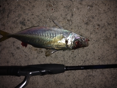 中アジ時々小アジサバ