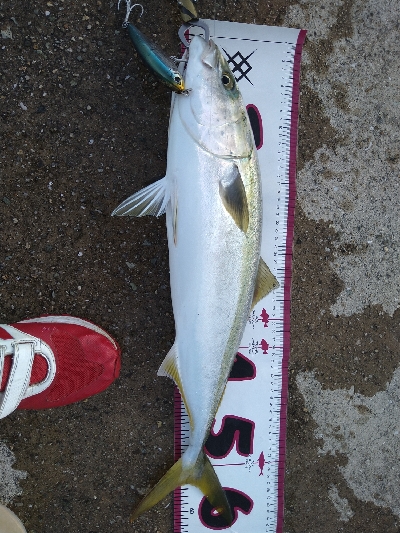 今年メジロ2本目