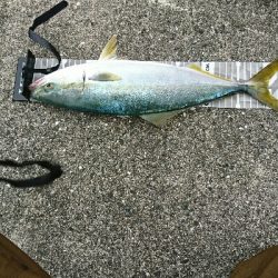 獲れたのはハマチ一本…サゴシカッター！鰤ｶｽﾀﾑ返せ‼