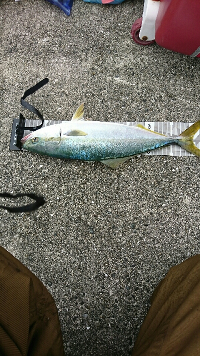 獲れたのはハマチ一本…サゴシカッター！鰤ｶ…