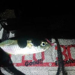 アジングテスト