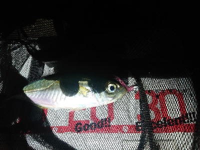 アジングテスト