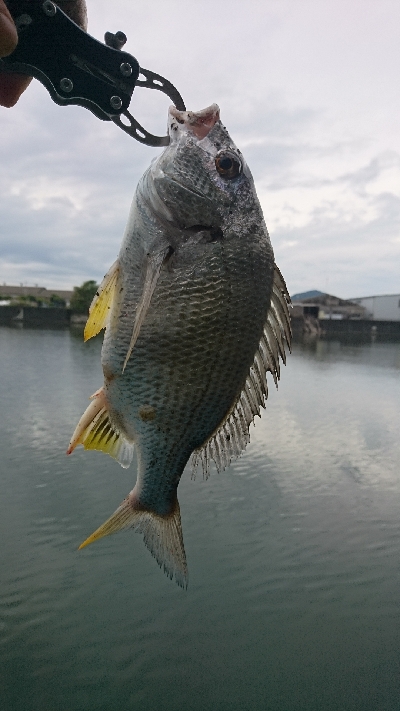 最近 あたりがない⤵️