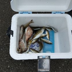 少し厳しい釣果