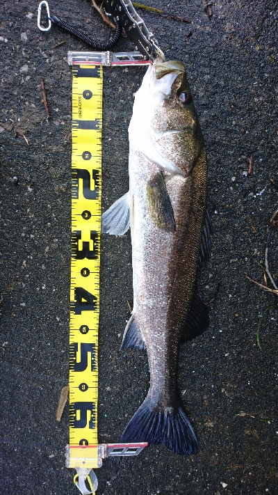 自己ベスト更新