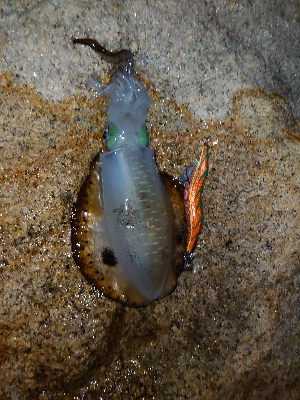 ちょいシブめのエギング