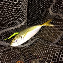 台風一過アジング