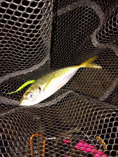 台風一過アジング