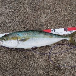 ２週連続メジロ！