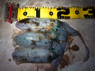 夕方からエギング