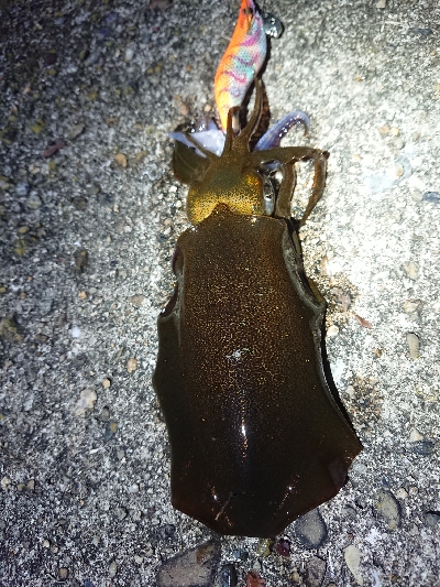 ちょこっとエギング