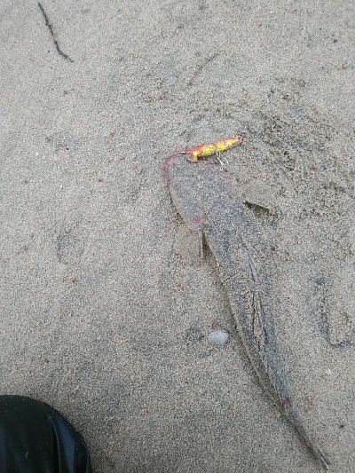 渋い中にも何とかボウズ回避