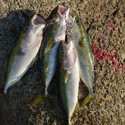 ハマチラッシュ