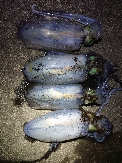 ちょこっとエギング