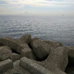 久しブリのハマチ君