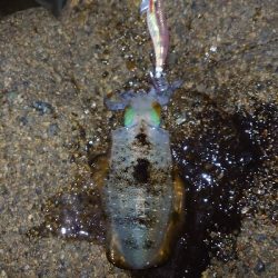 ヨーズリチャレンジその３