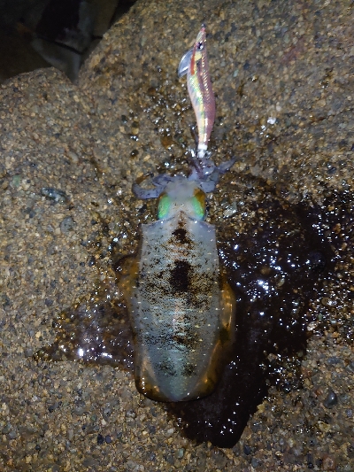 ヨーズリチャレンジその３