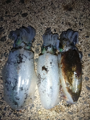 仕事終わりエギング